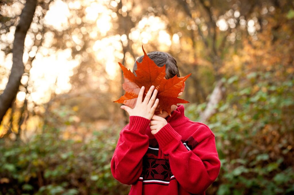 David-maple-leaf